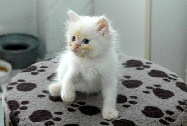Icecream Ragdoll killing kattekilling Ragdol killinger kattekillinger