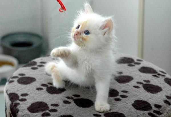 Icecream Ragdoll killing kattekilling Ragdol killinger kattekillinger
