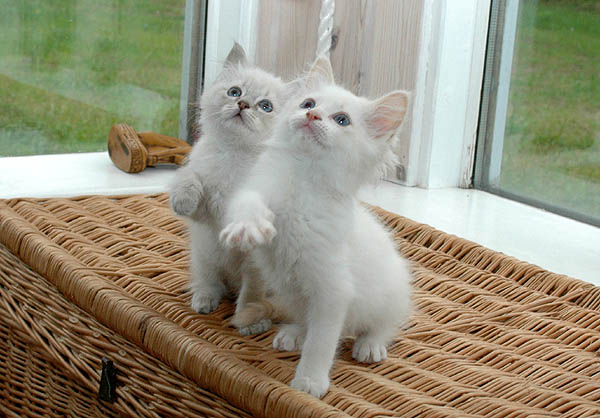Icecream Ragdoll killing kattekilling Ragdol killinger kattekillinger