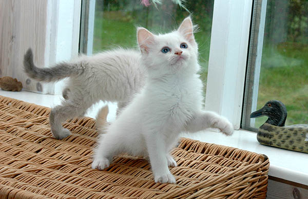 Icecream Ragdoll killing kattekilling Ragdol killinger kattekillinger