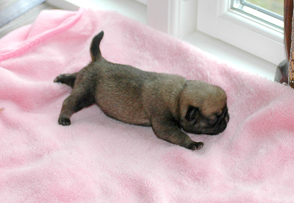 Idon Mops hvalp hundehvalp Mopser hvalpe hundehvalpe