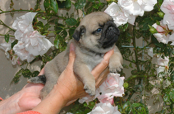 Idon Mops hvalp hundehvalp Mopser hvalpe hundehvalpe
