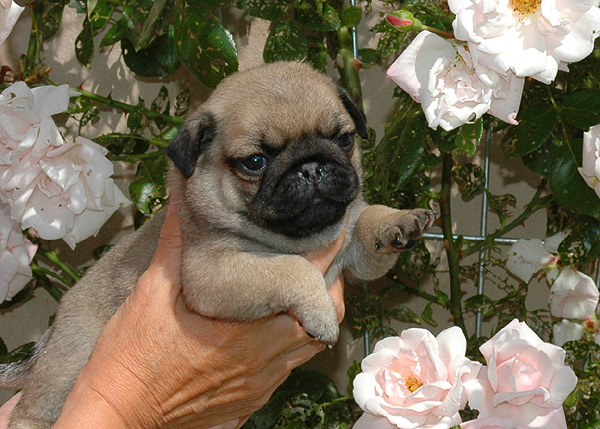 Idon Mops hvalp hundehvalp Mopser hvalpe hundehvalpe