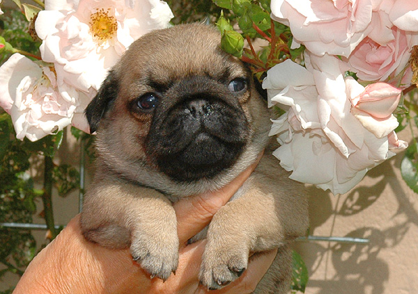 Idon Mops hvalp hundehvalp Mopser hvalpe hundehvalpe