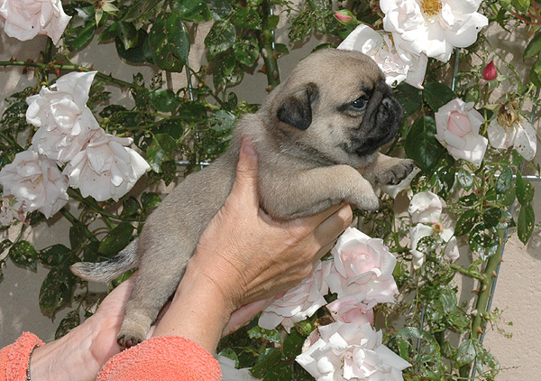 Idon Mops hvalp hundehvalp Mopser hvalpe hundehvalpe