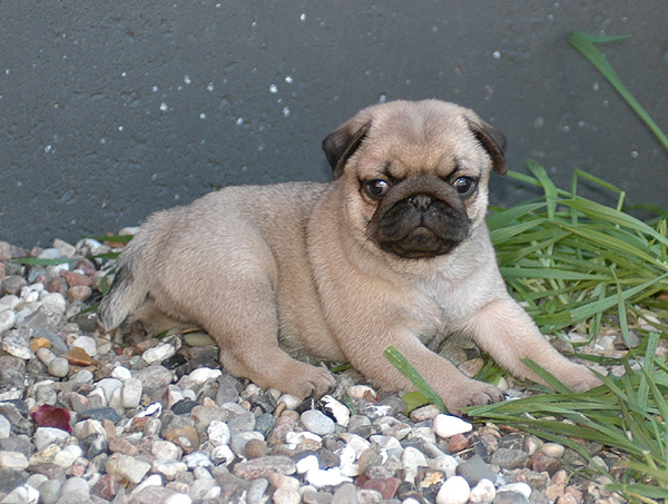 Idon Mops hvalp hundehvalp Mopser hvalpe hundehvalpe