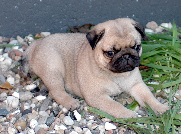 Idon Mops hvalp hundehvalp Mopser hvalpe hundehvalpe