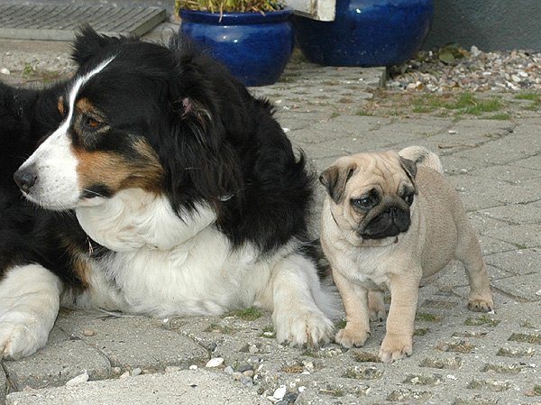 Ilias Mops hvalp hundehvalp Mopser hvalpe hundehvalpe
