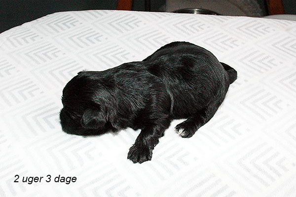 Indy bichon havanese hvalp hundehvalp bichon havanais hvalpe hundehvalpe