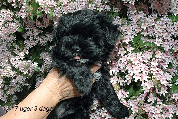 Indy bichon havanese hvalp hundehvalp bichon havanais hvalpe hundehvalpe
