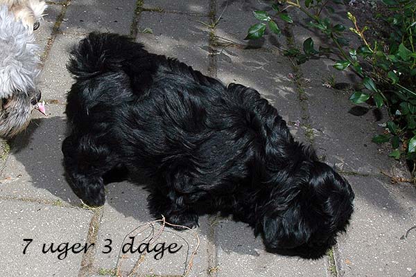 Indy bichon havanese hvalp hundehvalp bichon havanais hvalpe hundehvalpe