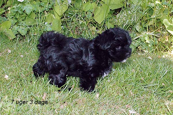 Indy bichon havanese hvalp hundehvalp bichon havanais hvalpe hundehvalpe