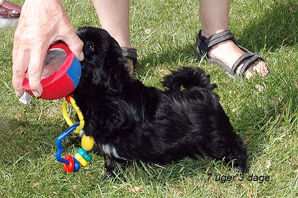 Indy bichon havanese hvalp hundehvalp bichon havanais hvalpe hundehvalpe