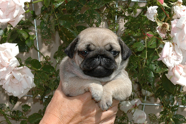 Ingo Mops hvalp hundehvalp Mopser hvalpe hundehvalpe
