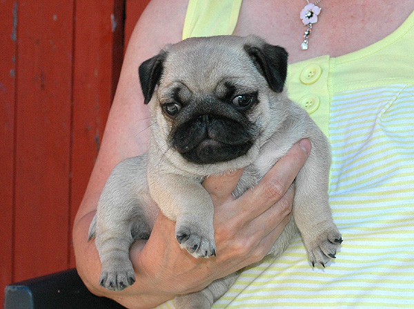 Ingo Mops hvalp hundehvalp Mopser hvalpe hundehvalpe