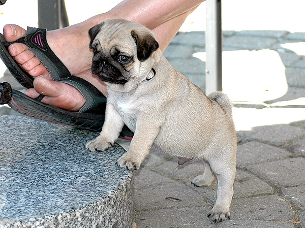 Ingo Mops hvalp hundehvalp Mopser hvalpe hundehvalpe