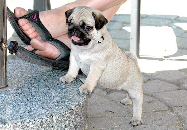 Ingo Mops hvalp hundehvalp Mopser hvalpe hundehvalpe