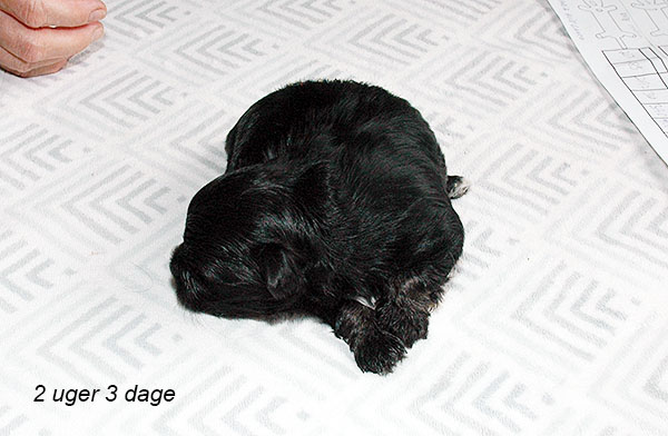 Issa bichon havanese hvalp hundehvalp bichon havanais hvalpe hundehvalpe