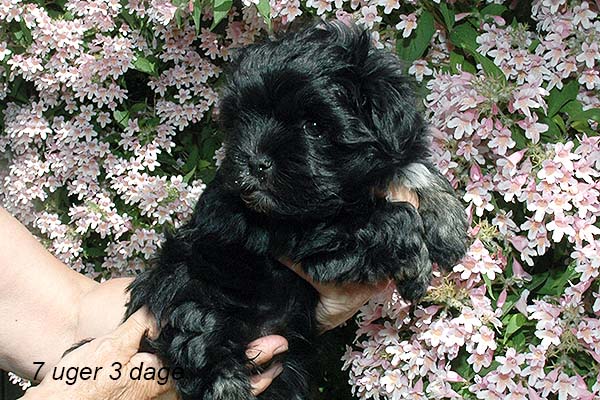 Issa bichon havanese hvalp hundehvalp bichon havanais hvalpe hundehvalpe