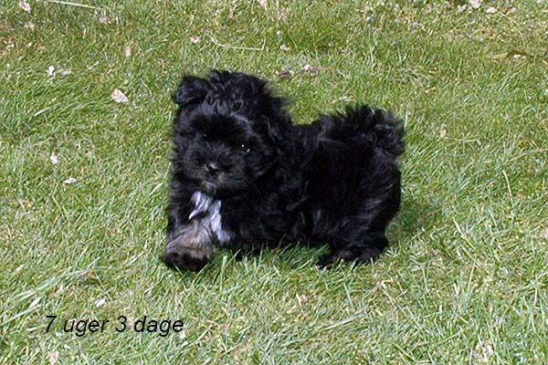 Issa bichon havanese hvalp hundehvalp bichon havanais hvalpe hundehvalpe