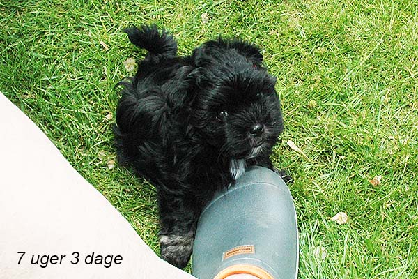 Issa bichon havanese hvalp hundehvalp bichon havanais hvalpe hundehvalpe