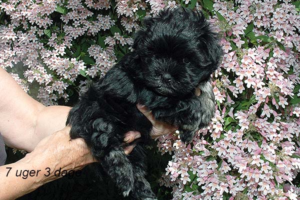Issa bichon havanese hvalp hundehvalp bichon havanais hvalpe hundehvalpe