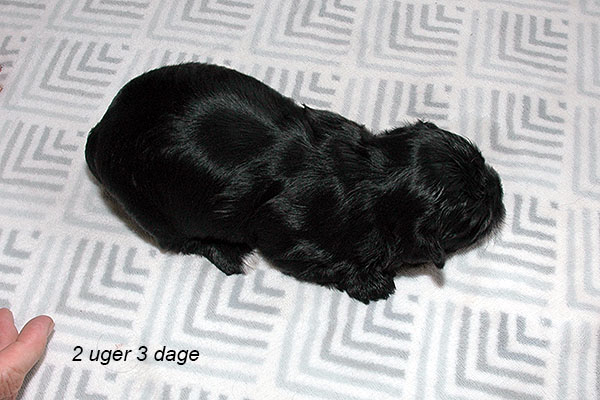 Ivi bichon havanese hvalp hundehvalp bichon havanais hvalpe hundehvalpe
