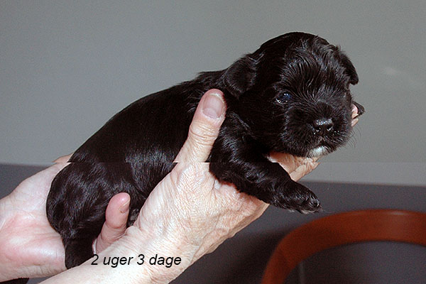 Ivi bichon havanese hvalp hundehvalp bichon havanais hvalpe hundehvalpe