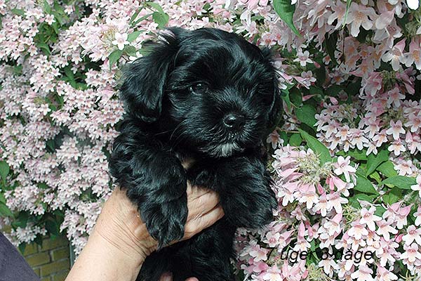 Ivi bichon havanese hvalp hundehvalp bichon havanais hvalpe hundehvalpe