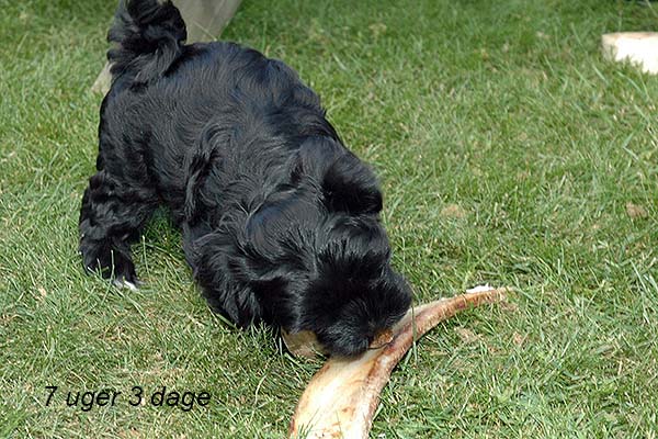 Ivi bichon havanese hvalp hundehvalp bichon havanais hvalpe hundehvalpe
