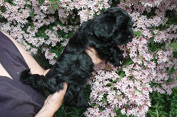 Ivi bichon havanese hvalp hundehvalp bichon havanais hvalpe hundehvalpe