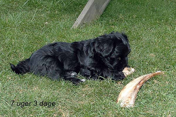 Ivi bichon havanese hvalp hundehvalp bichon havanais hvalpe hundehvalpe
