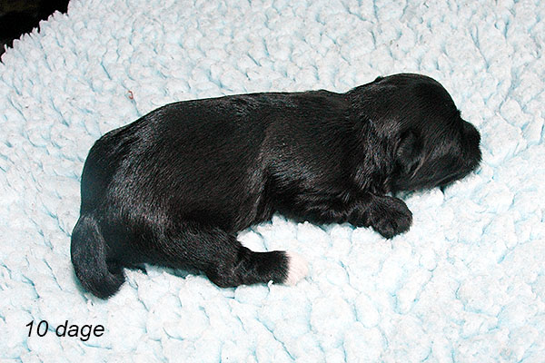 James bichon havanese hvalp hundehvalp bichon havanais hvalpe hundehvalpe