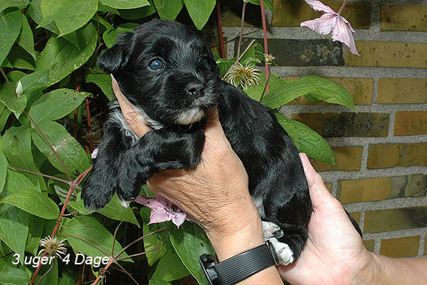 James bichon havanese hvalp hundehvalp bichon havanais hvalpe hundehvalpe