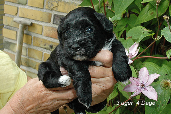 James bichon havanese hvalp hundehvalp bichon havanais hvalpe hundehvalpe
