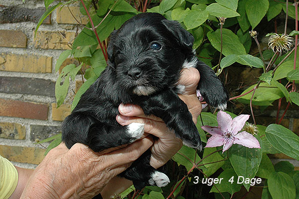 James bichon havanese hvalp hundehvalp bichon havanais hvalpe hundehvalpe