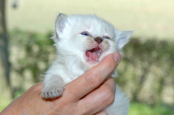 Janis Ragdoll killing kattekilling Ragdol killinger kattekillinger
