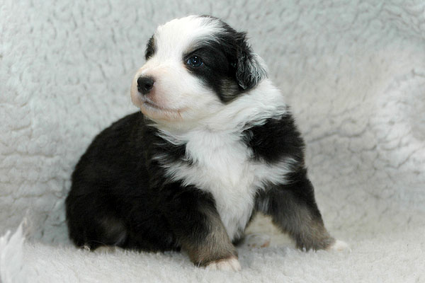 Jarek Aussie hvalp hundehvalp Australian Shepherd hvalpe hundehvalpe