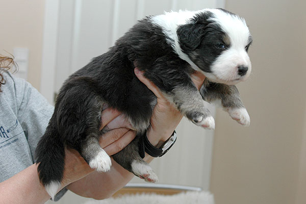 Jarek Aussie hvalp hundehvalp Australian Shepherd hvalpe hundehvalpe