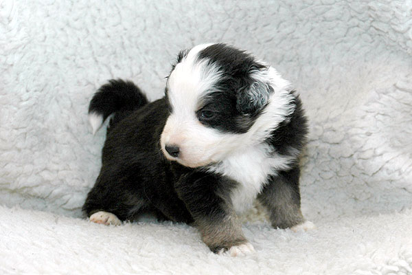 Jarek Aussie hvalp hundehvalp Australian Shepherd hvalpe hundehvalpe