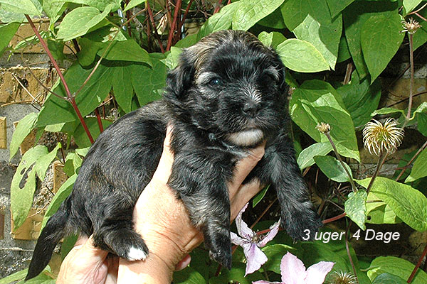 Jasmin bichon havanese hvalp hundehvalp bichon havanais hvalpe hundehvalpe