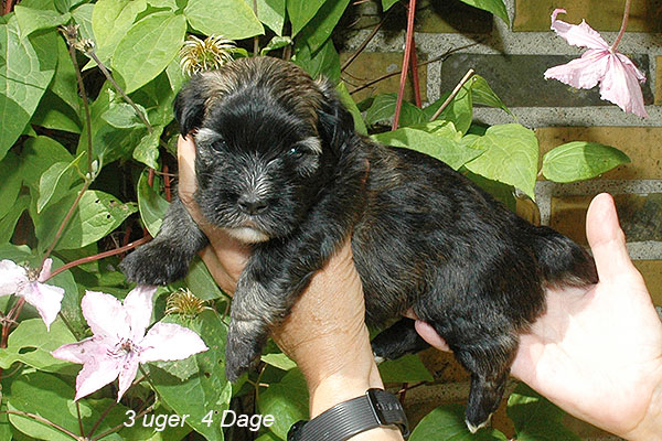 Jasmin bichon havanese hvalp hundehvalp bichon havanais hvalpe hundehvalpe