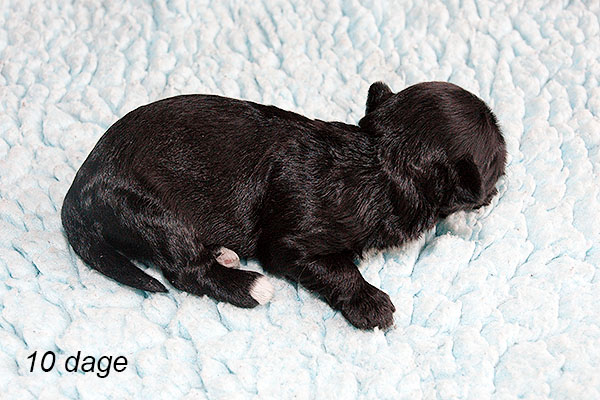 Jasper bichon havanese hvalp hundehvalp bichon havanais hvalpe hundehvalpe