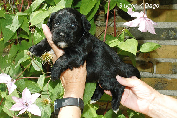 Jasper bichon havanese hvalp hundehvalp bichon havanais hvalpe hundehvalpe