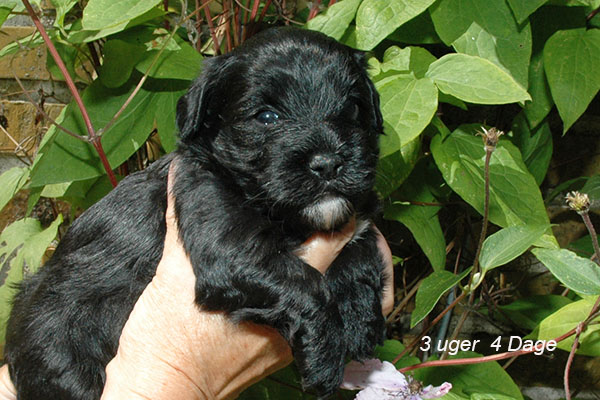 Jasper bichon havanese hvalp hundehvalp bichon havanais hvalpe hundehvalpe