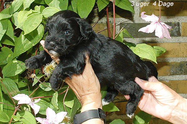 Jasper bichon havanese hvalp hundehvalp bichon havanais hvalpe hundehvalpe