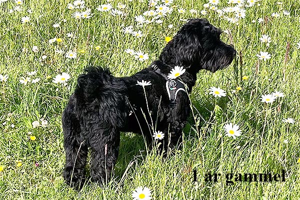 Jasper bichon havanese hvalp hundehvalp bichon havanais hvalpe hundehvalpe