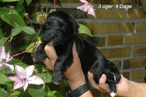 Jenny bichon havanese hvalp hundehvalp bichon havanais hvalpe hundehvalpe