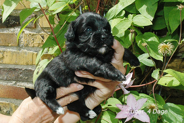 Jenny bichon havanese hvalp hundehvalp bichon havanais hvalpe hundehvalpe