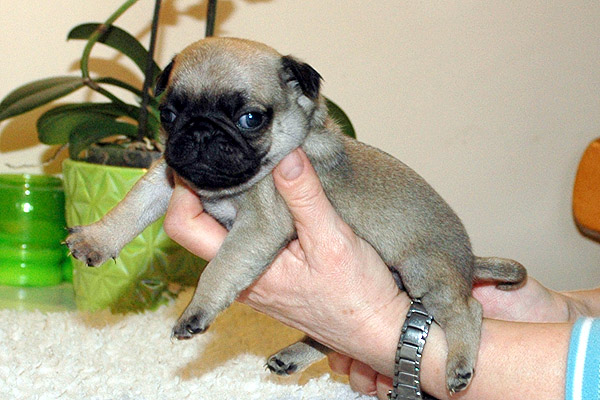 Jesse Mops hvalp hundehvalp Mopser hvalpe hundehvalpe